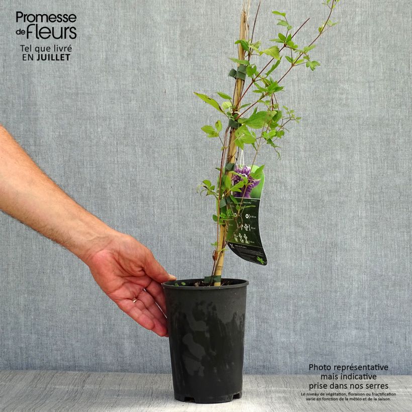 Esemplare di Clematis Kokonoe - Clematide Vaso da 2L/3L consegnato in estate