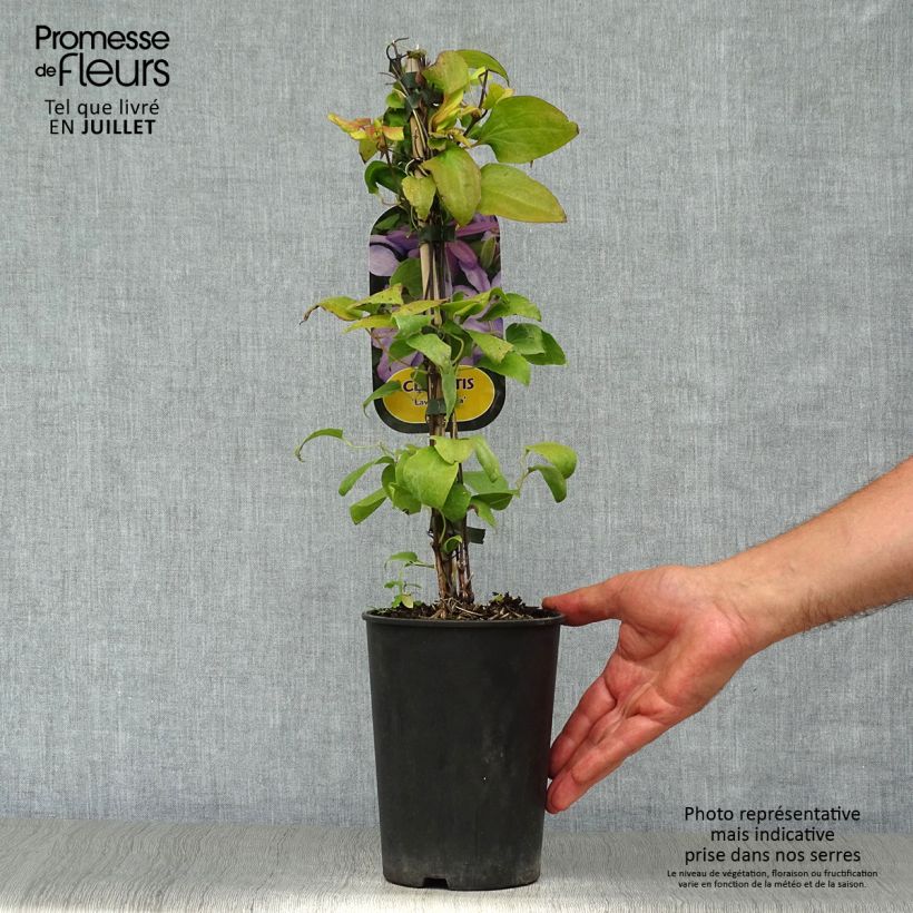 Esemplare di Clematis Lawsoniana - Clematide Vaso da 1,5L/2L consegnato in estate