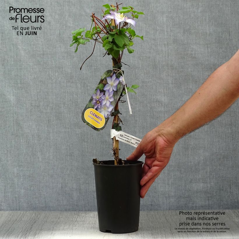 Esemplare di Clematis jackmanii Lucky Charm - Clematide Vaso da 2L/3L consegnato in estate