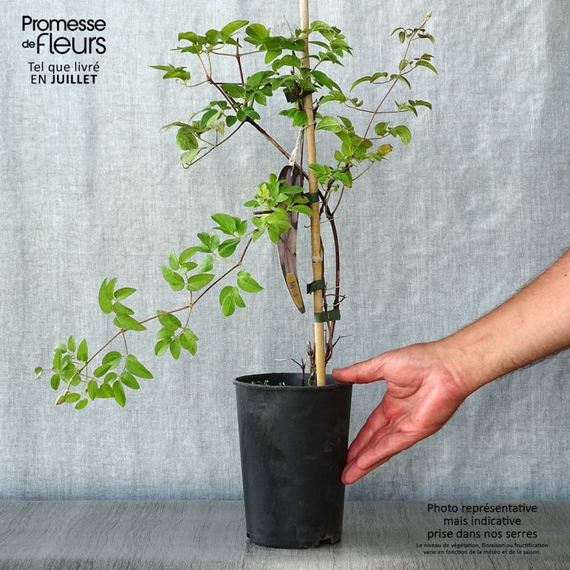 Esemplare di Clematis Margaret Hunt - Clematide Vaso da 1,5L/2L consegnato in estate