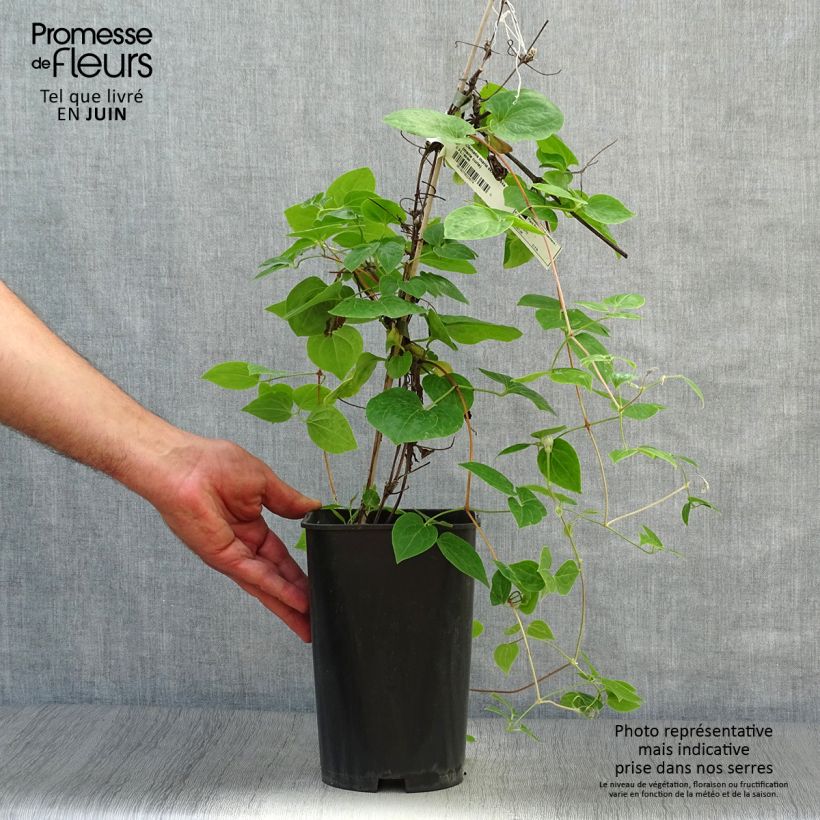 Esemplare di Clematis Maria Skłodowska Curie - Clematide Vaso da 2L/3L consegnato in estate