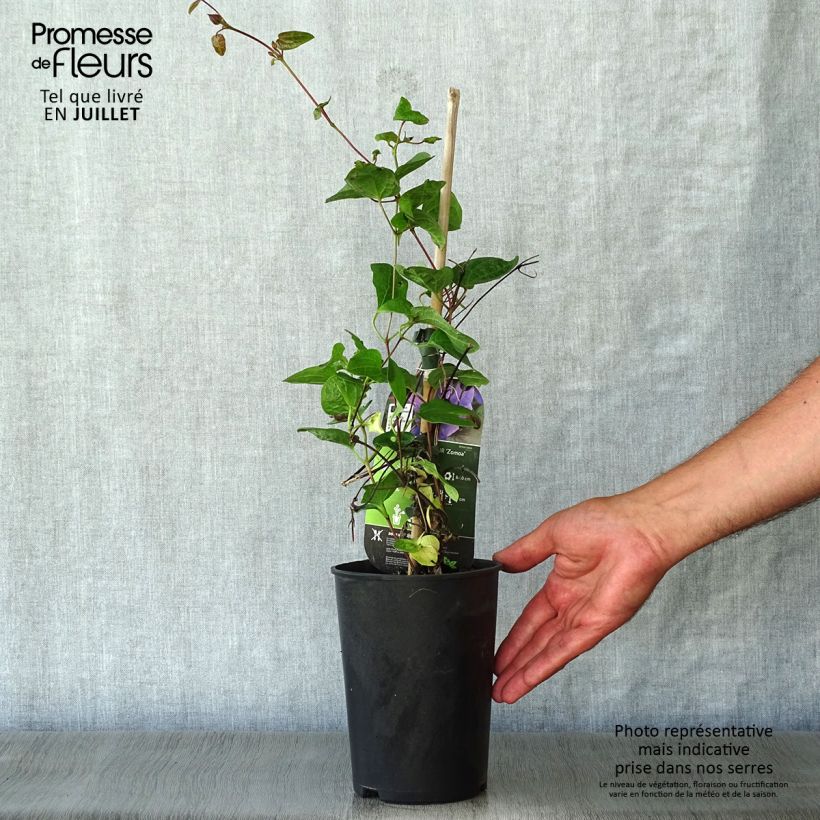 Esemplare di Clematis Mon Amour - Clematide Vaso da 2L/3L consegnato in estate