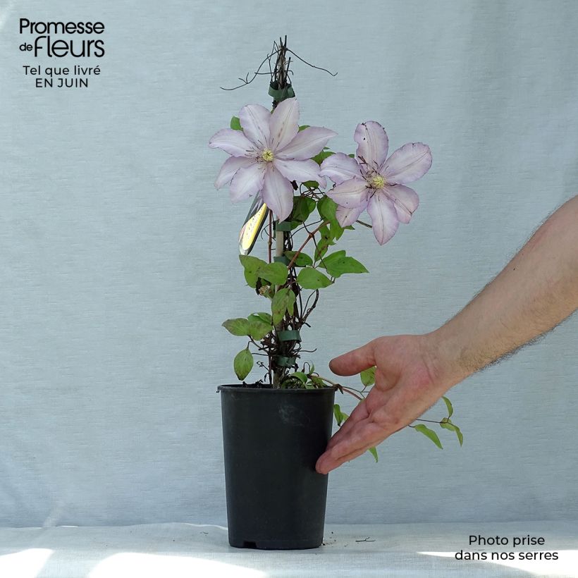 Esemplare di Clematis Morning Star - Clematide Vaso da 2L/3L consegnato in estate