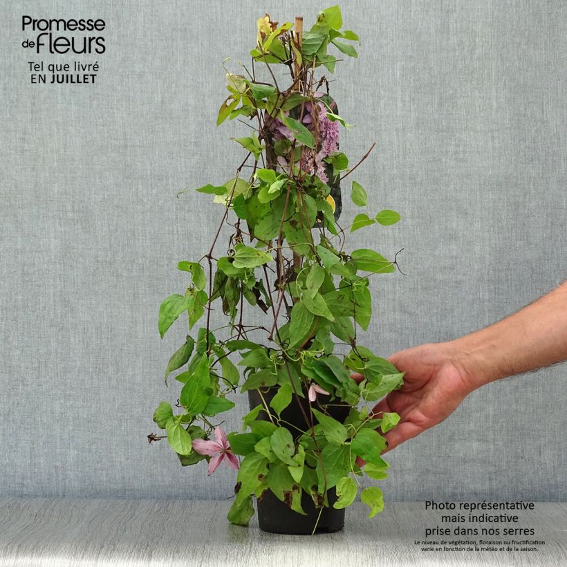 Esemplare di Clematis Multi Pink - Clematide Vaso da 2L/3L consegnato in estate