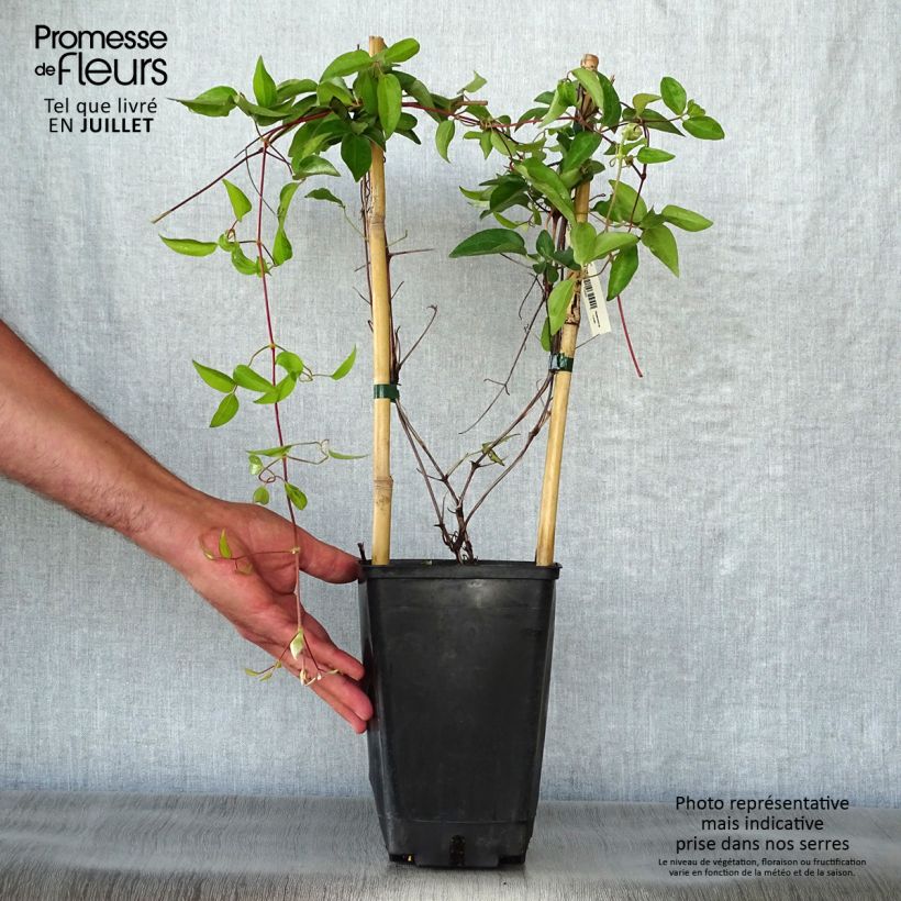 Esemplare di Clematis lanuginosa Nelly Moser - Clematide Vaso da 2L/3L consegnato in estate