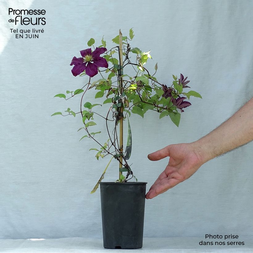 Esemplare di Clematis Niobe - Clematide Vaso da 2L/3L consegnato in estate