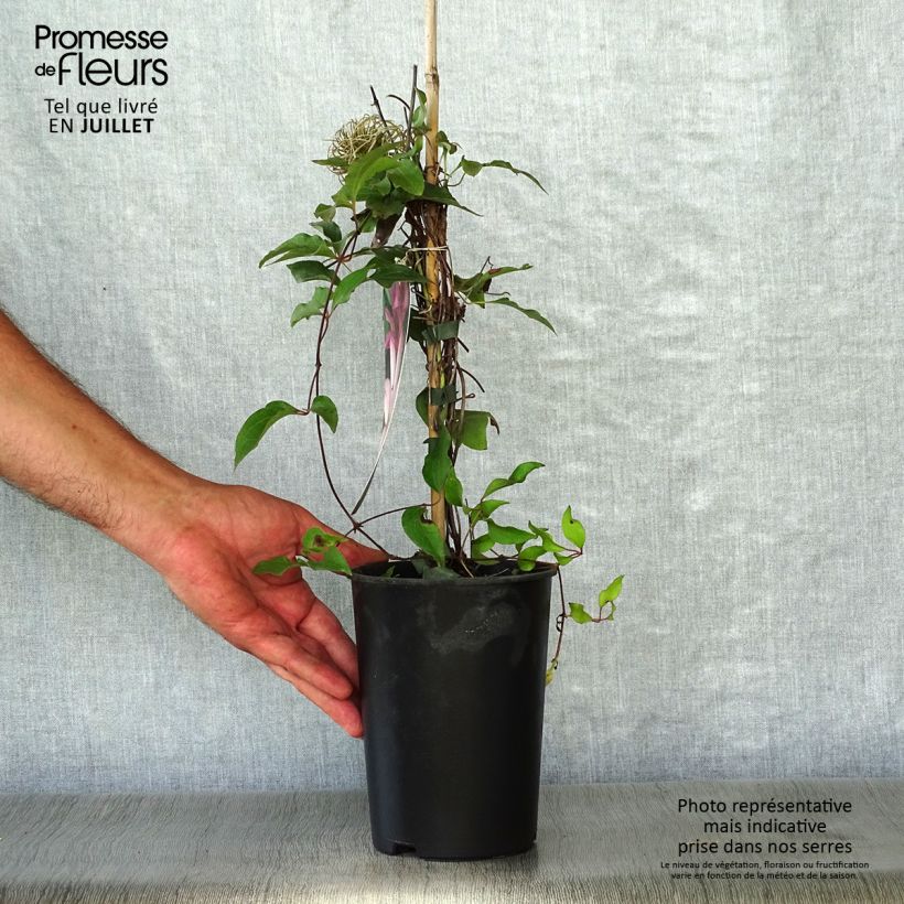 Esemplare di Clematis Omoshiro - Clematide Vaso da 2L/3L consegnato in estate
