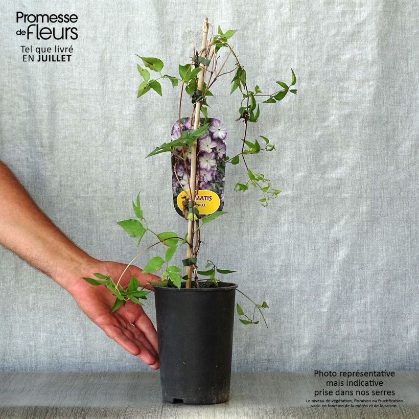 Esemplare di Clematis Pernille - Clematide Vaso da 2L/3L consegnato in estate