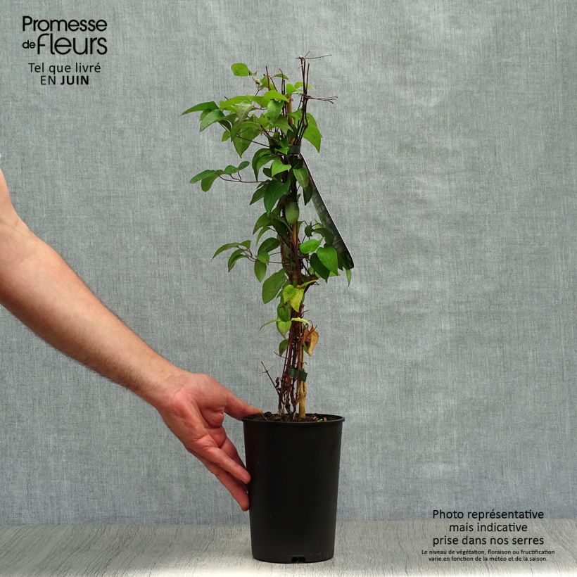 Esemplare di Clematis Picotee - Clematide Vaso da 2L/3L consegnato in estate