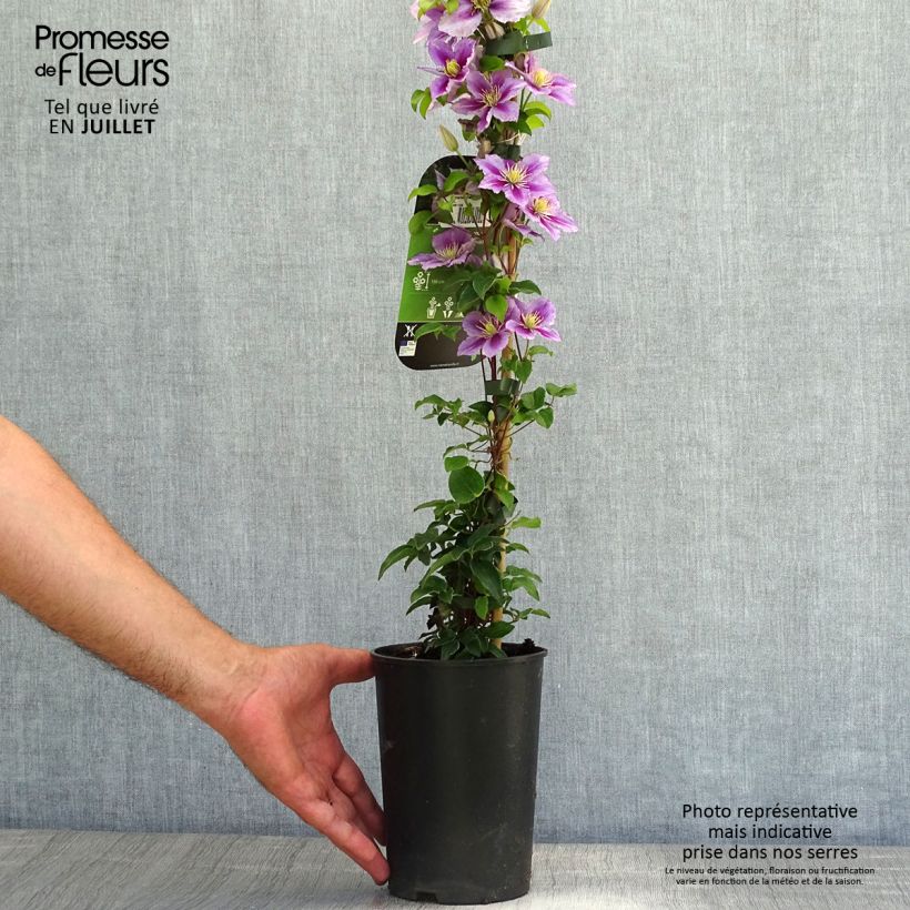 Esemplare di Clematis Piilu - Clematide Vaso da 2L/3L consegnato in estate