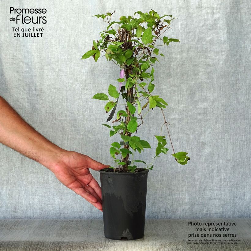 Esemplare di Clematis Proteus - Clematide Vaso da 2L/3L consegnato in estate