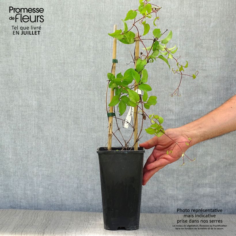 Esemplare di Clematis Rebecca - Clematide Vaso da 2L/3L consegnato in estate