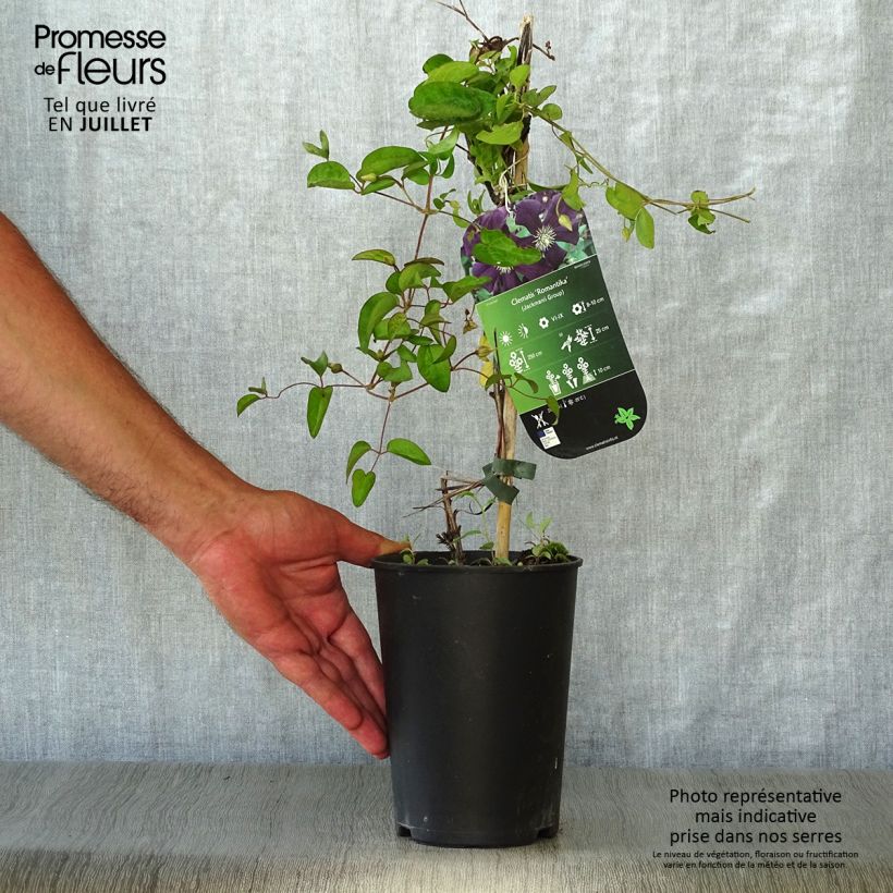 Esemplare di Clematis Romantika - Clematide Vaso da 2L/3L consegnato in estate