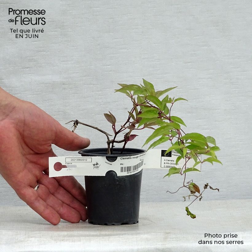 Esemplare di Clematis Rouge Cardinal - Clematide Vasetto da 8/9 cm consegnato in estate