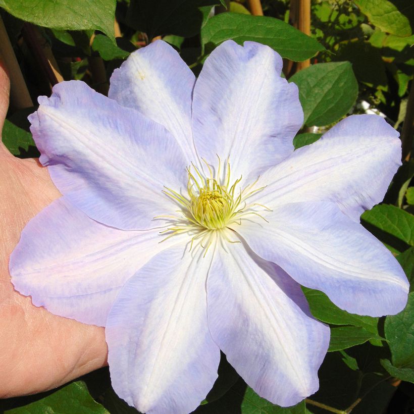 Clematis Success Lavender - Clematide (Fioritura)