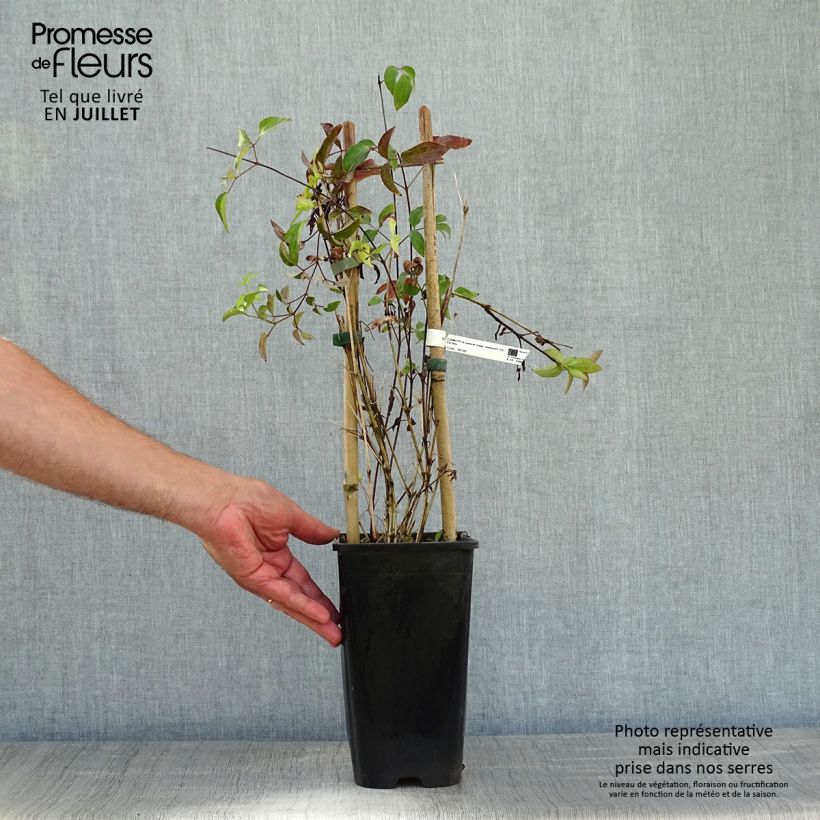 Esemplare di Clematis Saphyra - Clematide Vaso da 2L/3L consegnato in estate