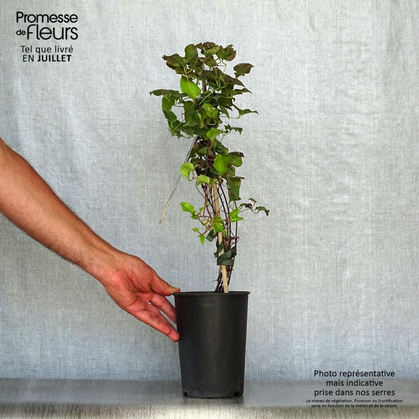 Esemplare di Clematis Shin-Shigyoku - Clematide Vaso da 2L/3L consegnato in estate
