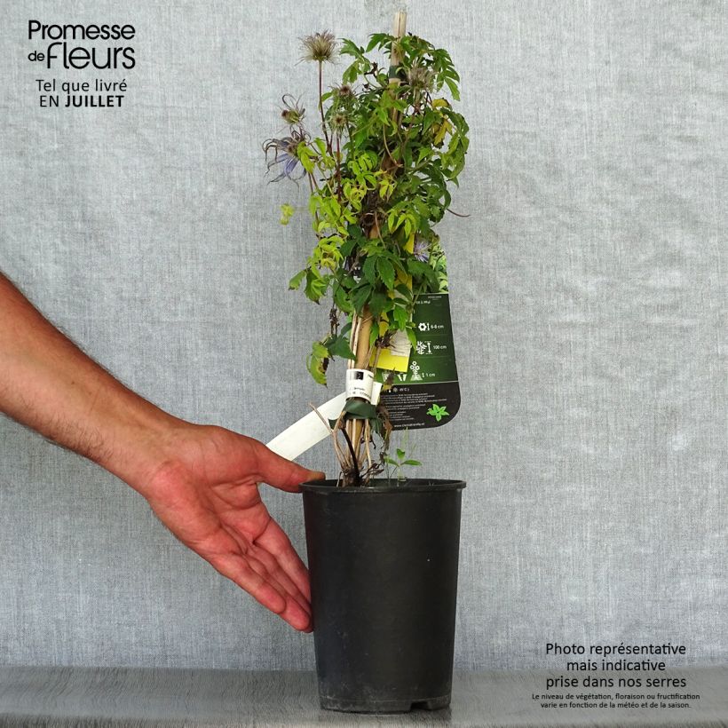 Esemplare di Clematis Spiky - Clematide Vaso da 2L/3L consegnato in estate