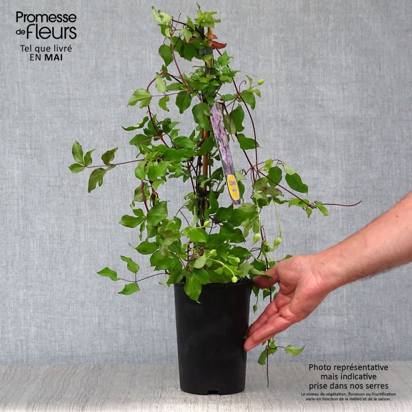 Clematis Super Cute - Clematide Vaso da 2L/3L esemplare consegnato in primavera