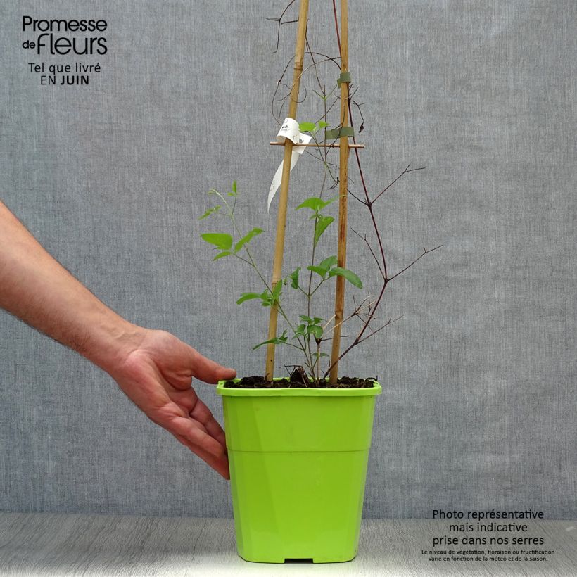 Esemplare di Clematis Taiga - Clematide Vaso da 4L/5L consegnato in estate