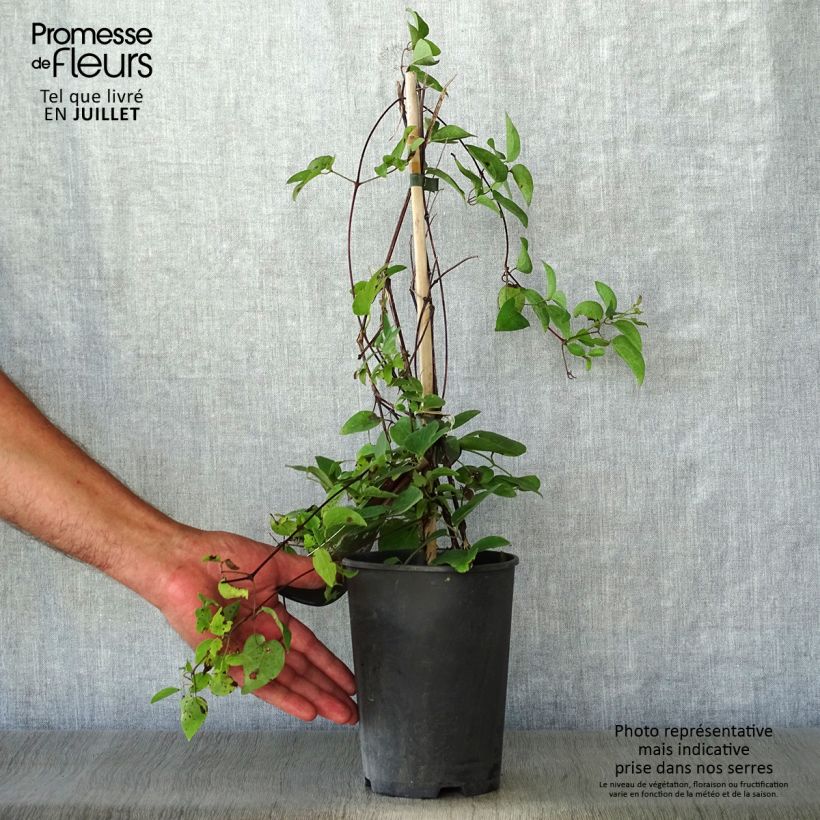 Esemplare di Clematis texensis Gravetye Beauty - Clematide Vaso da 2L/3L consegnato in estate