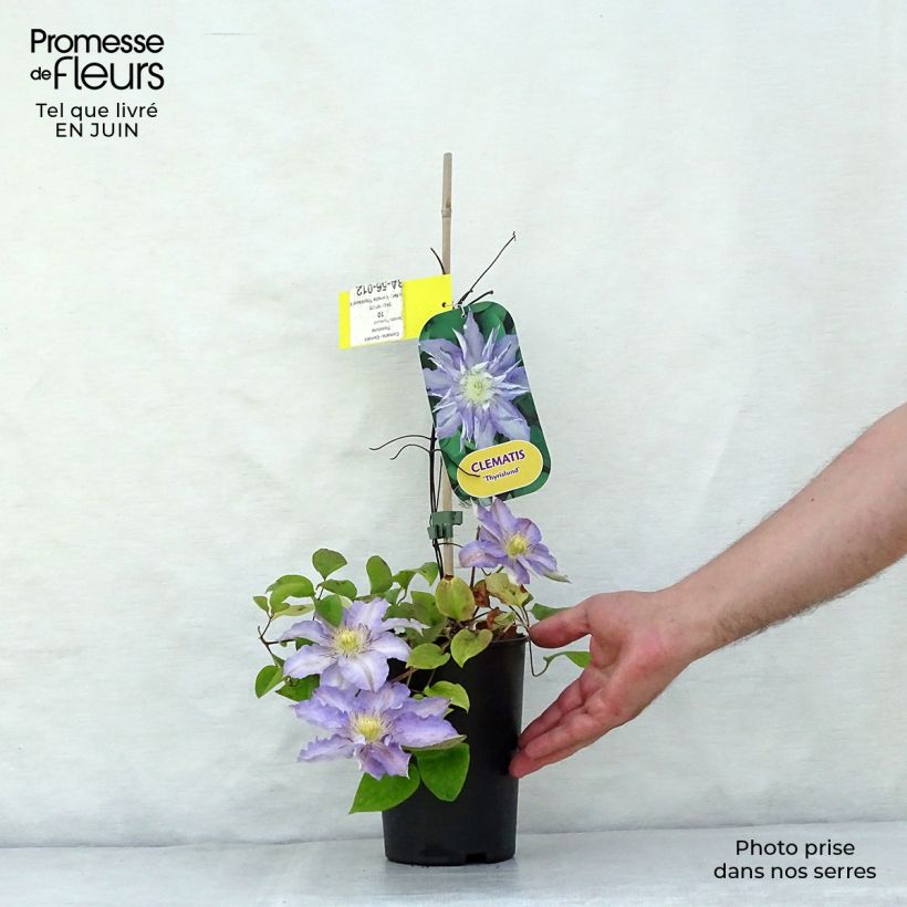 Esemplare di Clematis Thyrislund - Clematide Vaso da 1,5L/2L consegnato in estate