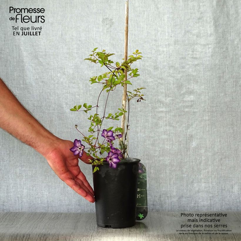 Esemplare di Clematis florida Venosa Violacea - Clematide Vaso da 2L/3L consegnato in estate