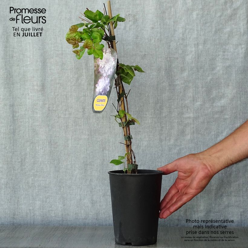 Esemplare di Clematis Veronica's Choice - Clematide Vaso da 2L/3L consegnato in estate