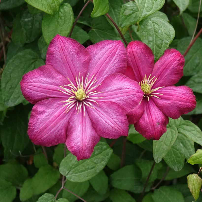 Clematis Ville de Lyon - Clematide (Fioritura)