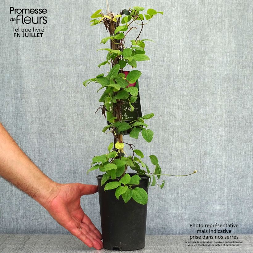 Esemplare di Clematis Ville de Lyon - Clematide Vaso da 1,5L/2L consegnato in estate