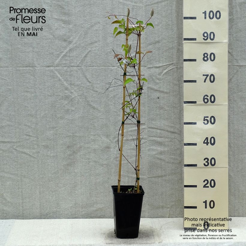 Clematis Viva Polonia - Clematide Vaso da 2L/3LAltezza consegnata circa 40cm esemplare consegnato in primavera