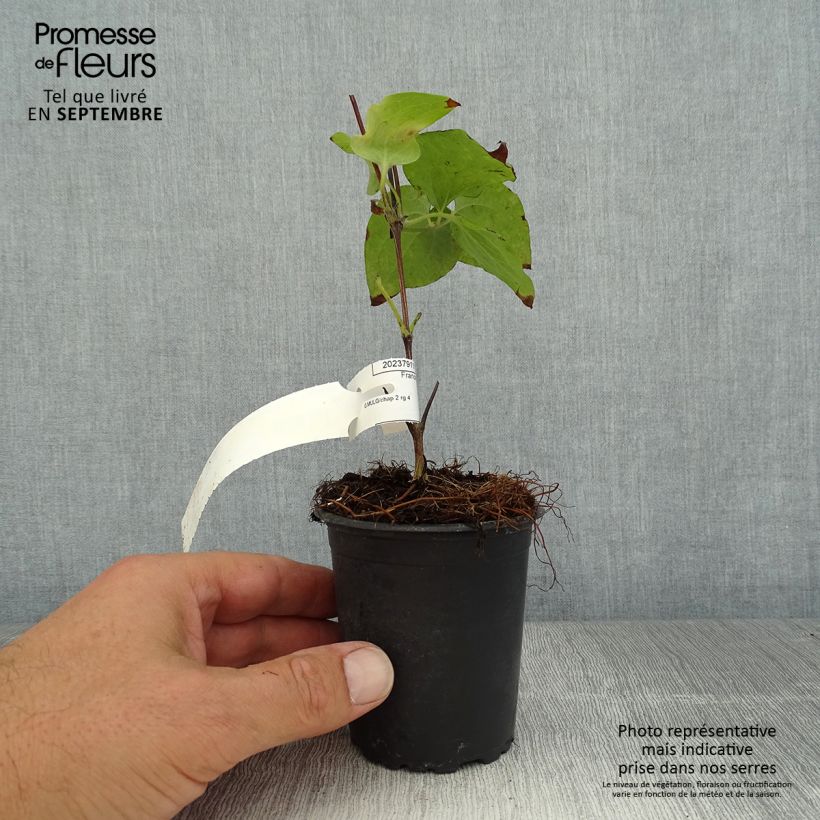 Esemplare di Clematis Vyvyan Pennell - Clematide Vasetto da 8/9 cm consegnato in estate