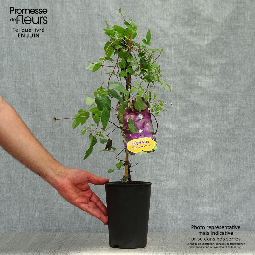 Esemplare di Clematis Warszawska Nike - Clematide Vaso da 2L/3L consegnato in estate