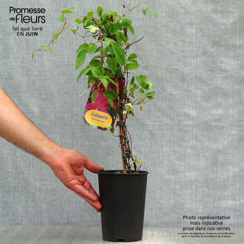 Esemplare di Clematis Westerplatte - Clematide Vaso da 2L/3L consegnato in estate