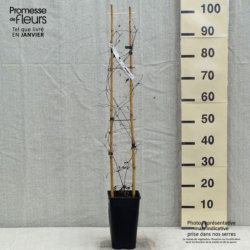 Clematis Will Goodwin - Clematide Vaso da 2L/3L esemplare consegnato in inverno