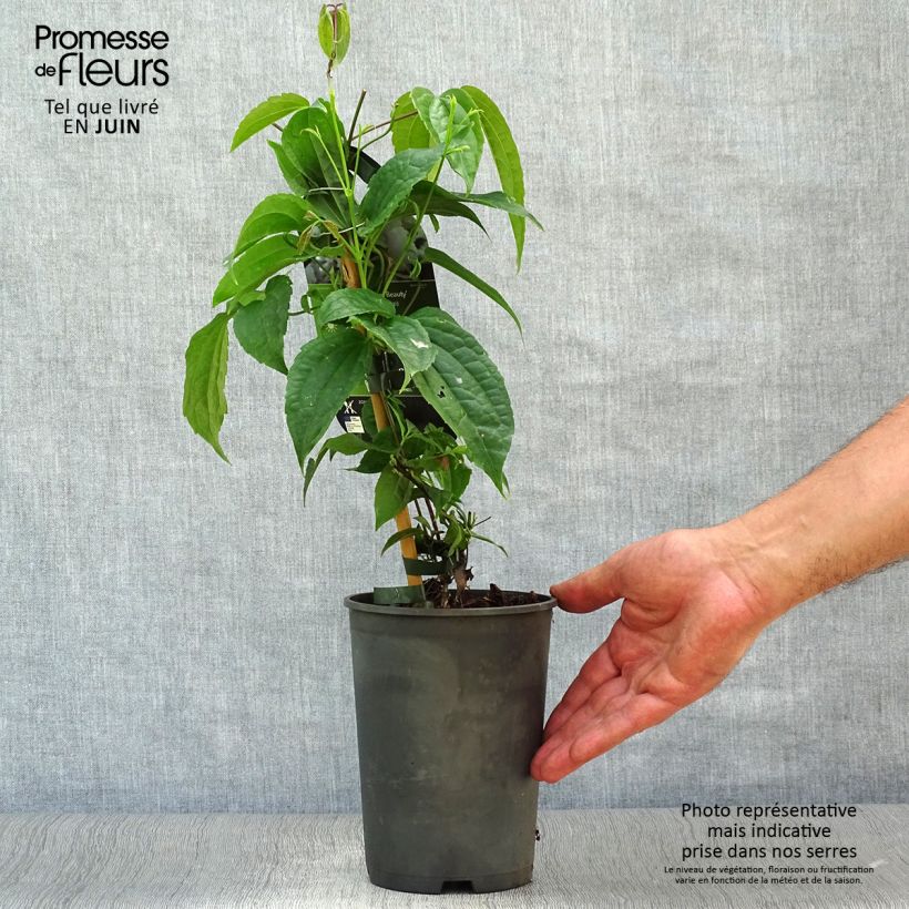 Esemplare di Clematis urophylla Winter Beauty - Clematide Vaso da 2L/3L consegnato in estate