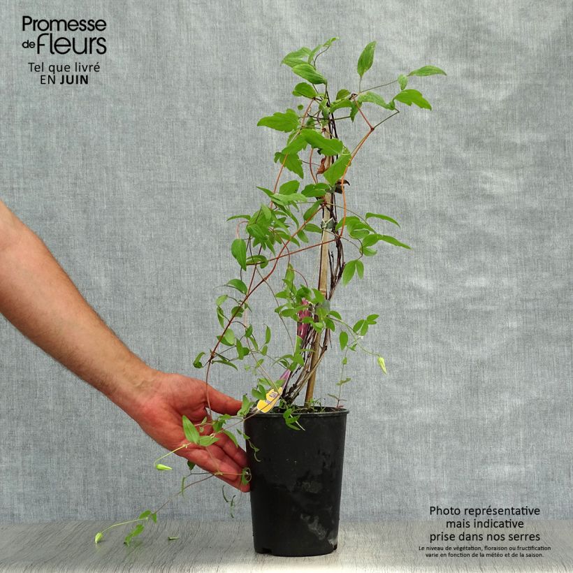 Esemplare di Clematis Wonderful - Clematide Vaso da 2L/3L consegnato in estate