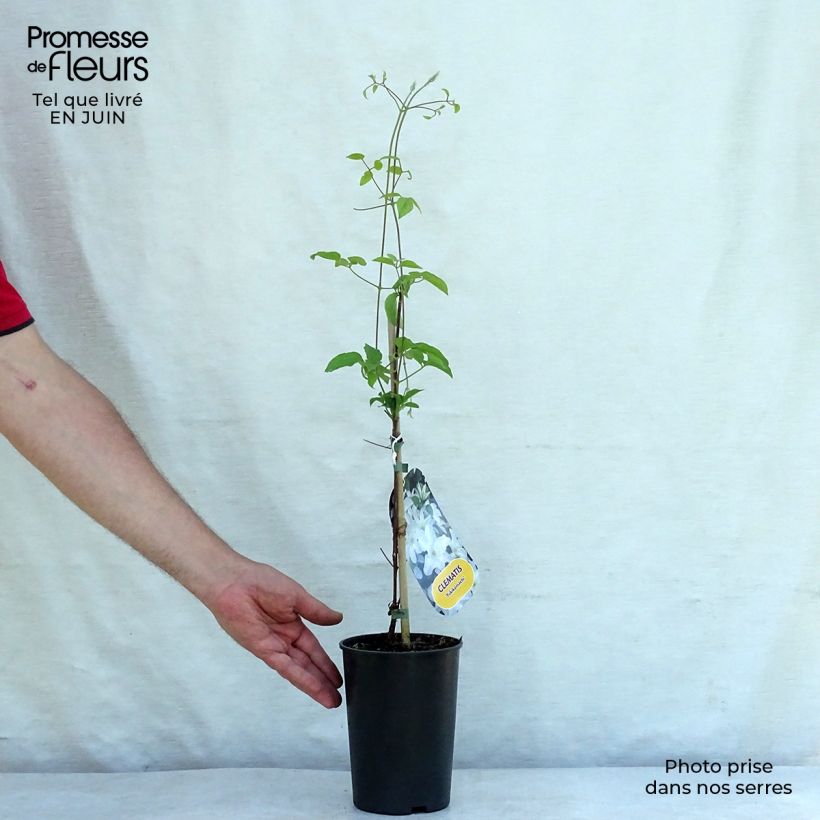 Esemplare di Clematis Yukikomachi - Clematide Vaso da 2L/3L consegnato in estate
