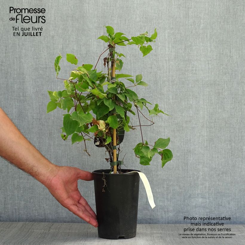 Esemplare di Clematis Yvette Houry - Clematide Vaso da 1,5L/2L consegnato in estate