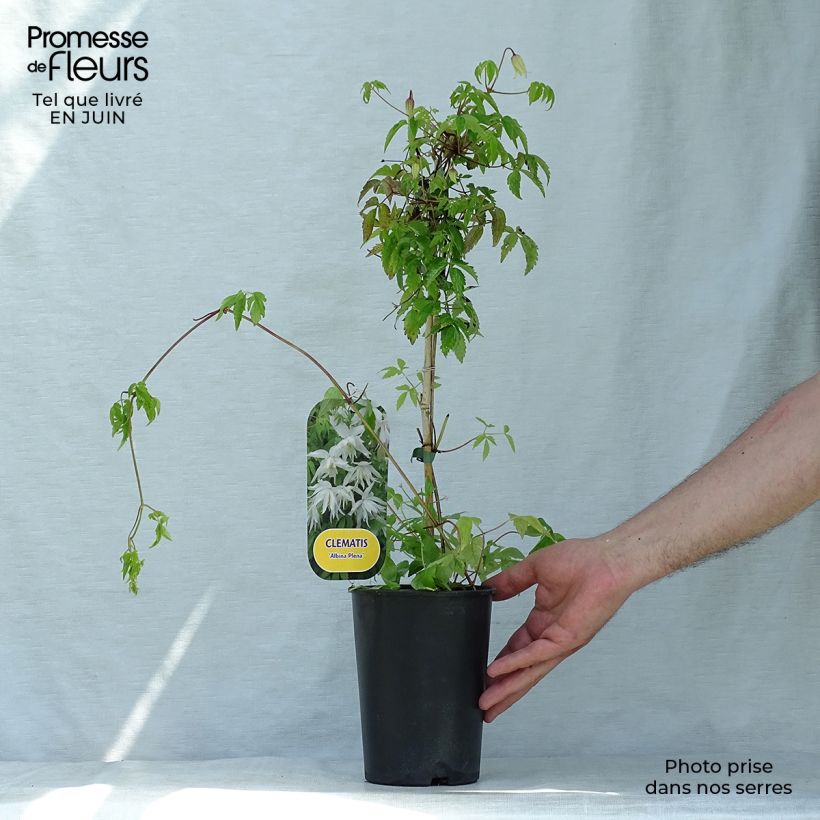 Esemplare di Clematis alpina Plena - Clematide Vaso da 2L/3L consegnato in estate