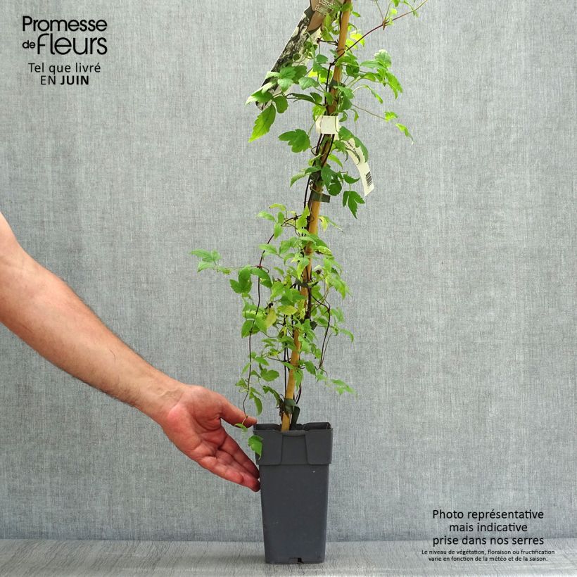 Esemplare di Clematis Ocean Pearl - Clematide Vaso da 2L/3L consegnato in estate