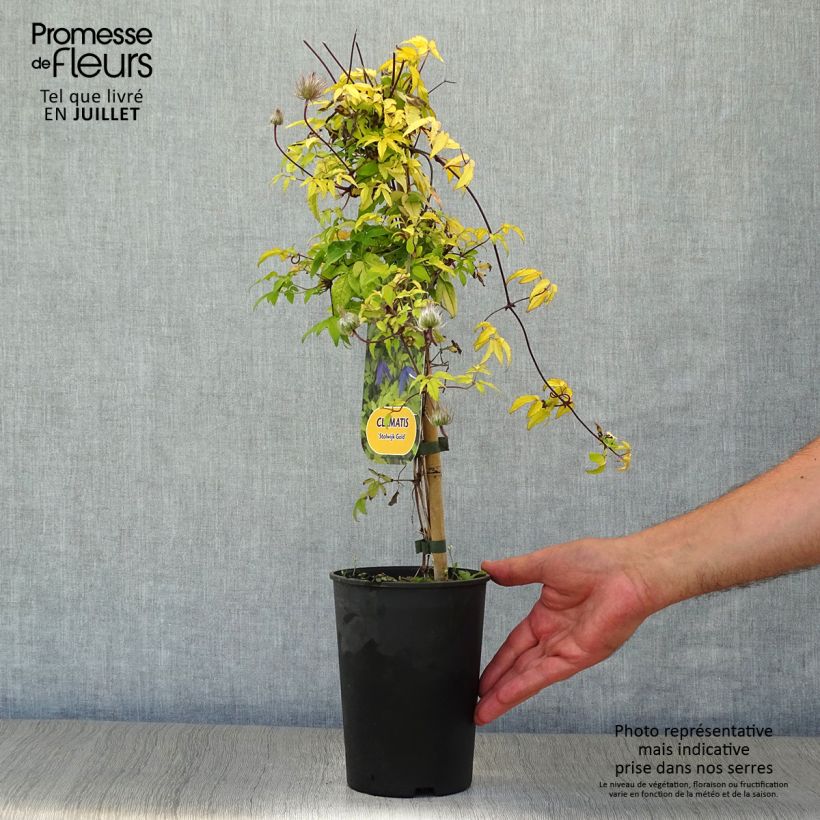 Esemplare di Clematis Stolwijk Gold - Clematide Vaso da 2L/3L consegnato in estate