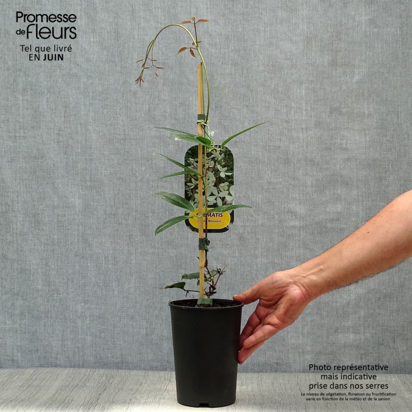 Esemplare di Clematis armandii Apple Blossom Vaso da 2L/3L consegnato in estate