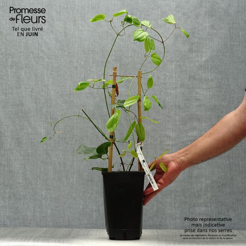 Esemplare di Clematis armandii Hendersonii Rubra Vaso da 2L/3L consegnato in estate