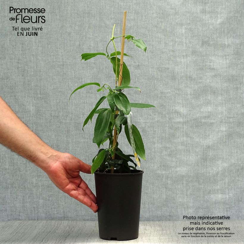 Esemplare di Clematis armandii Little White Charm Vaso da 2L/3L consegnato in estate