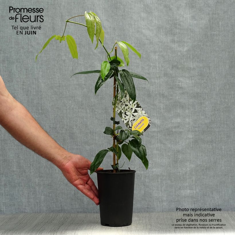 Esemplare di Clematis armandii Snowdrift Vaso da 2L/3L consegnato in estate