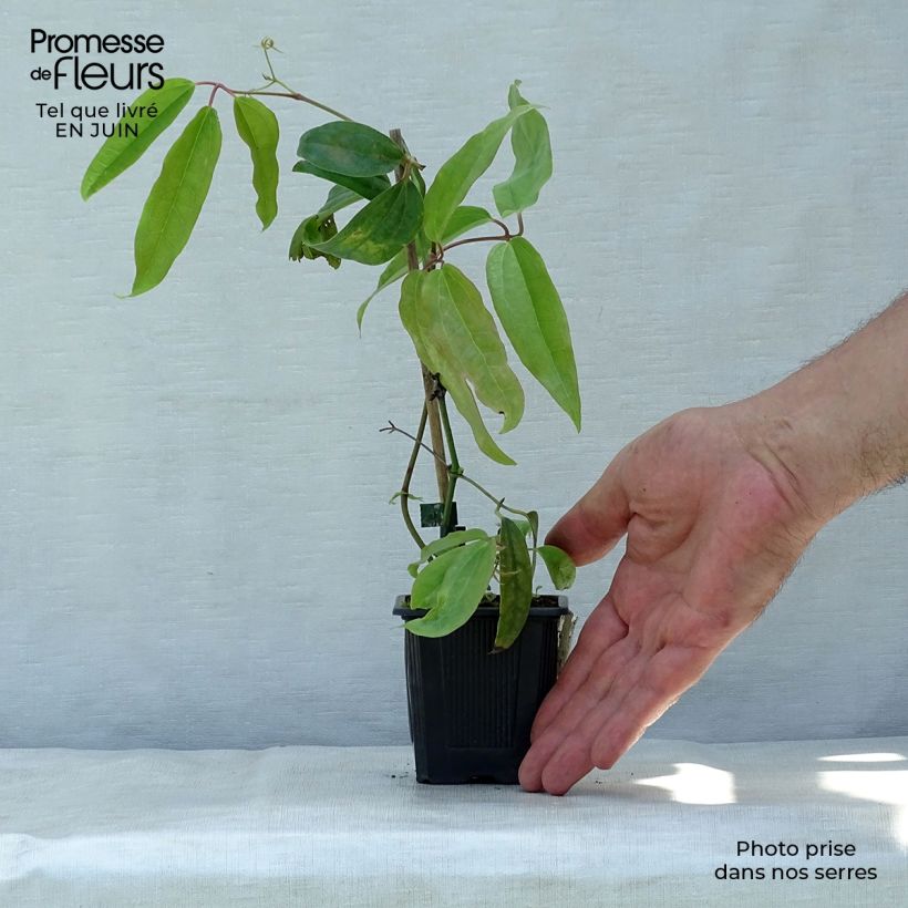 Esemplare di Clematis armandii - Clematide Vasetto da 8/9 cm consegnato in estate