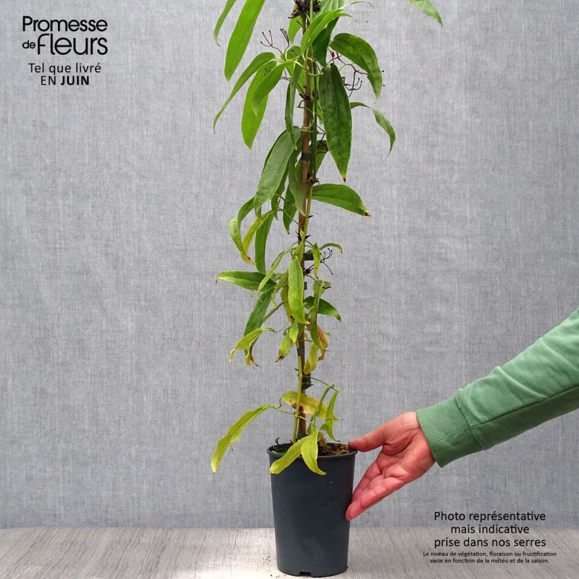 Esemplare di Clematis armandii - Clematide Vaso da 2L/3L consegnato in estate
