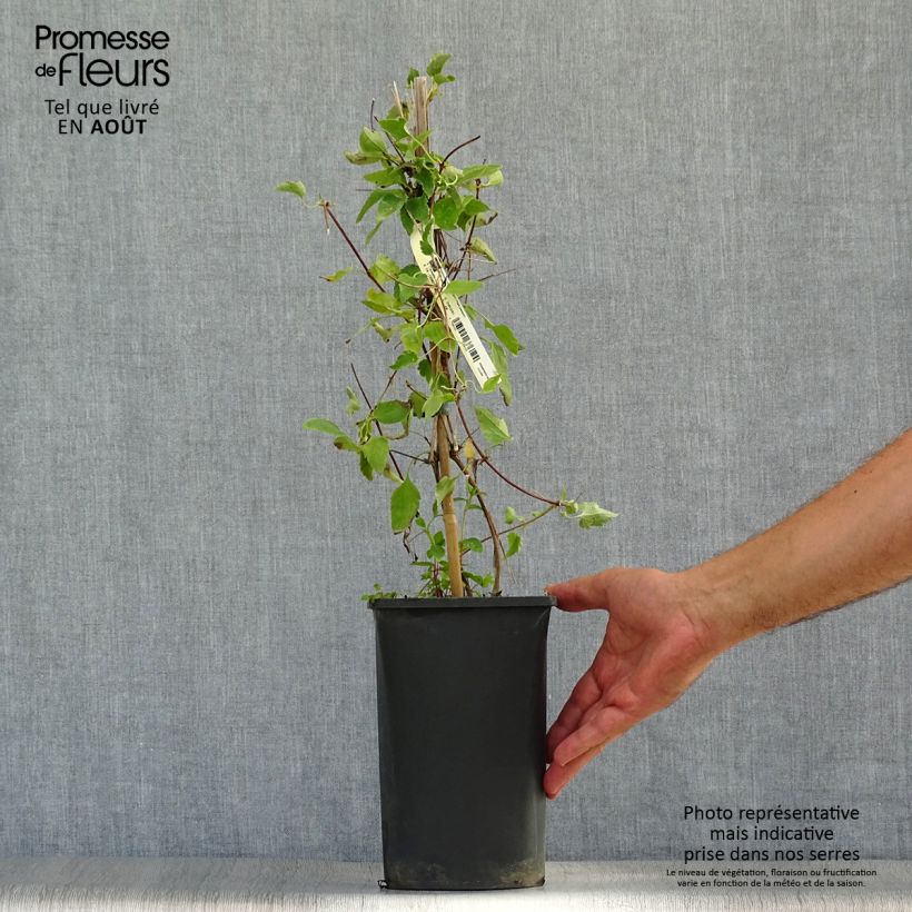 Esemplare di Clematis cirrhosa Freckles Vaso da 2L/3L consegnato in estate