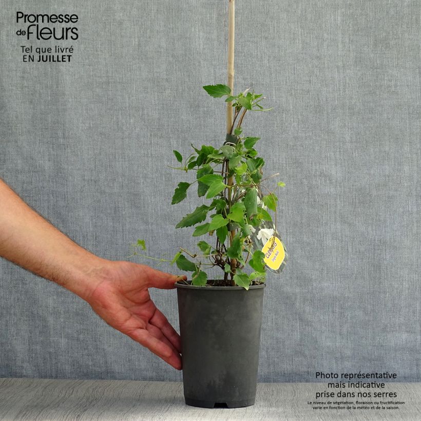 Esemplare di Clematis cirrhosa Jingle Bells Vaso da 2L/3L consegnato in estate